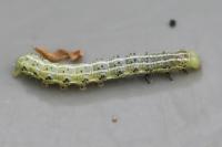 Cosmia affinis