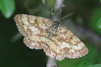 Ematurga atomaria