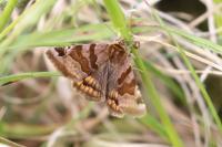 Euclidia glyphica
