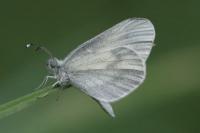 Leptidea sinapis