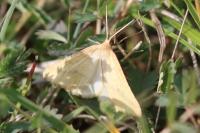 Aspitates ochrearia