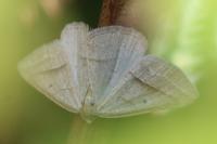 Petrophora chlorosata