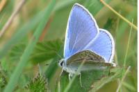 Polyommatus icarus