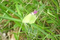 Gonepteryx rhamni