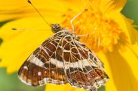 Araschnia levana