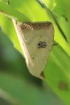 Rivula sericealis