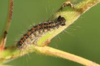 Lymantria dispar