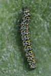 Cucullia verbasci