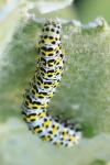 Cucullia verbasci