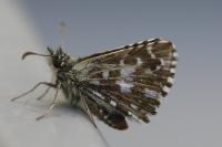 Pyrgus malvae