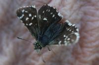 Pyrgus malvae
