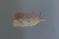 Agapeta hamana