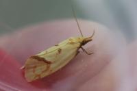 Agapeta hamana