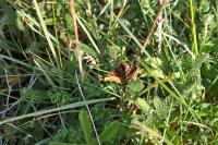 Euclidia glyphica