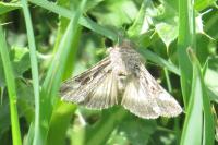 Autographa gamma