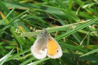 Coenonympha pamphilus