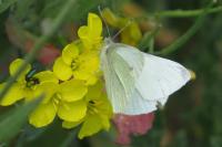 Pieris rapae