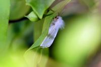 Diaphora mendica
