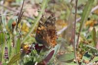 Vanessa cardui