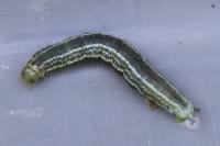 Operophtera brumata