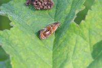 Olethreutes arcuella