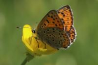Lycaena tityrus