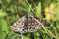Euclidia mi