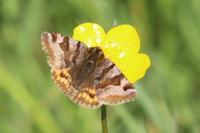 Euclidia glyphica