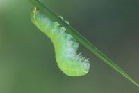 Orthosia cerasi