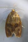 Ptycholoma lecheana