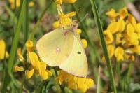 Colias alfacariensis
