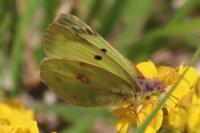 Colias alfacariensis