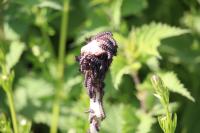 Aglais io