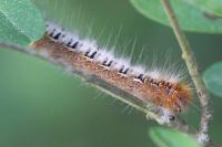 Lasiocampa quercus