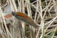 Coenonympha pamphilus