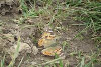 Vanessa cardui