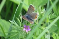 Aricia agestis