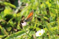 Coenonympha pamphilus