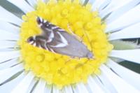 Glyphipterix simpliciella