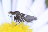 Glyphipterix simpliciella