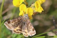 Euclidia glyphica