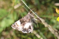 Tyta luctuosa
