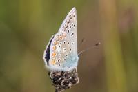 Polyommatus icarus