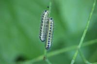 Pieris brassicae