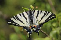 Iphiclides podalirius