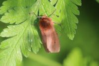 Phragmatobia fuliginosa