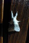 Calliteara pudibunda