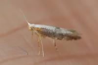 Argyresthia spinosella