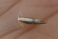 Argyresthia spinosella