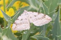 Aplocera plagiata